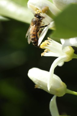 Bal arısı üzerinde beyaz bir çiçek