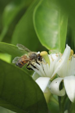 Bir çiçekte polen topluyorum.