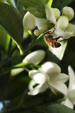 Ağaçtaki beyaz çiçekler