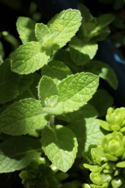 Bahçenin arka planında taze nane var..