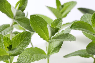 Beyaz arkaplanda izole edilmiş nane yaprakları