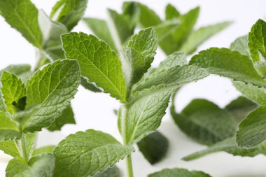 Beyaz arkaplanda izole edilmiş nane yaprakları