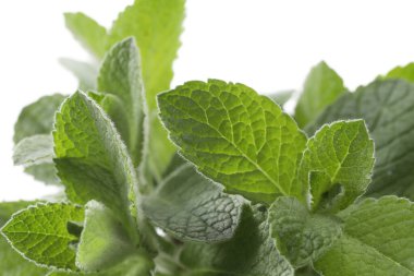 Taze nane yaprakları, kapalı, beyaz arka planda izole