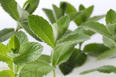 Beyaz arkaplanda nane yapraklı yeşil bitki
