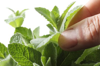 Bir kadının eli taze nane yapraklarını tutuyor.