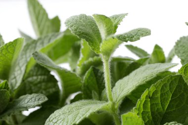 Bahçedeki nane yaprakları