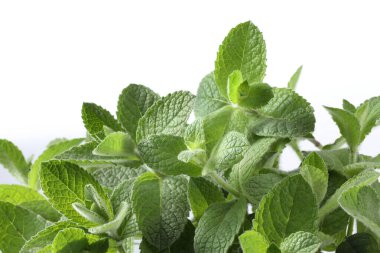 Taze nane yaprakları, beyaz zemin üzerine izole