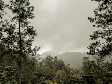 Bu orman manzarasında sakin ve sisli bir sabah sahnesi sergileniyor. Uzakta yoğun ağaçlar ve dağ siluetleri bulunuyor. Yumuşak sis mistik bir his verir, uzun çam ağaçları kenarları çerçeveler, güzelliğin derinliğini arttırır.