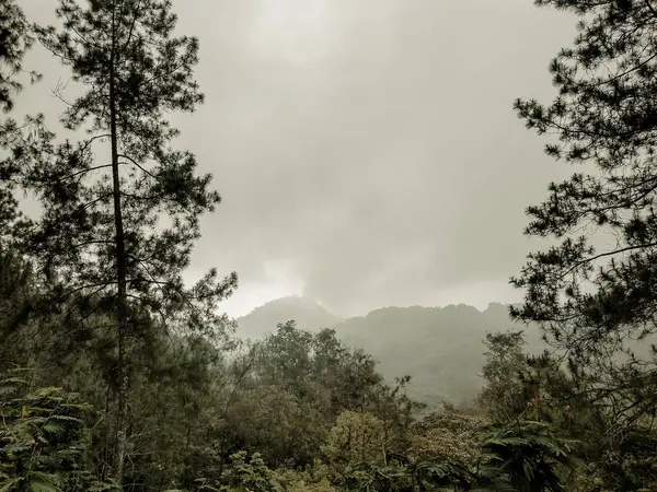 Bu orman manzarasında sakin ve sisli bir sabah sahnesi sergileniyor. Uzakta yoğun ağaçlar ve dağ siluetleri bulunuyor. Yumuşak sis mistik bir his verir, uzun çam ağaçları kenarları çerçeveler, güzelliğin derinliğini arttırır.