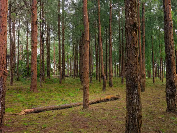 Yoğun çam ormanı, yemyeşil çalılıklar ve orman zemininde devrilmiş bir ağaç gövdesi..
