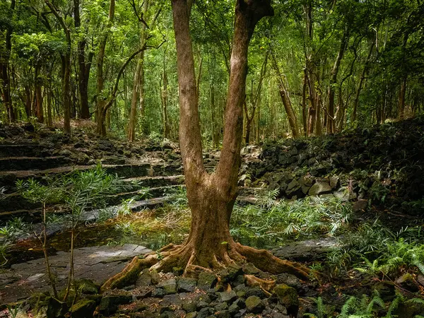 stock image A majestic tree stands at the center of an ancient, mystical forest, its roots sprawling across a rocky landscape. The dense foliage and dappled sunlight filtering through the canopy create an ethereal atmosphere, inviting exploration and contemplati