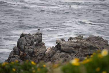 Valparaiso gezisinden faydalanarak bölgedeki bir deniz fenerine gittik ve bazı doğa fotoğrafları çektik. Yüksek kalite fotoğraf