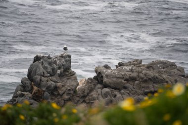 Valparaiso gezisinden faydalanarak bölgedeki bir deniz fenerine gittik ve bazı doğa fotoğrafları çektik. Yüksek kalite fotoğraf