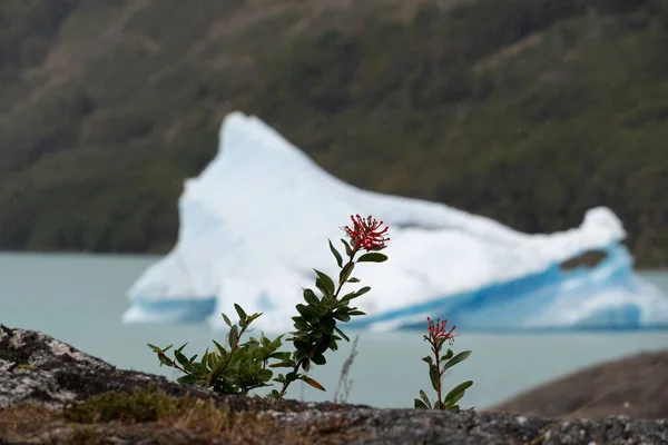 Perito Moreno Glacier Calafate Argentina January 2023 Here One South — Zdjęcie stockowe