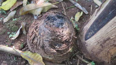 blurred picture of the stump of a banana tree that has been cut down photo of the botom of banana tree