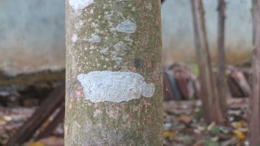 blurred picture of wooden skin with fungi blur photo of wood epidermis texture of wooden