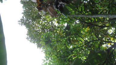 blur over exposure of white cloudy sky with manggo leaves manggo tree