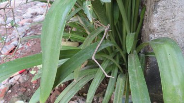 Pandanus amaryllifolius dirty leaf with brick background