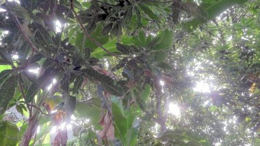 blur picture of banana tree can be called as musa banana field in the garden with high exposure low quality photo musa