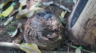 blurred picture of the stump of a banana tree that has been cut down photo of the botom of banana tree