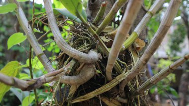 Agonema bitkisi süs bitkisi. Güzel kırmızı ve yeşil yaprak. Her zaman yeşil.