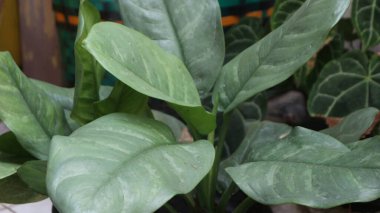 aglonema silver chinese evergreen beautyfull ornamental plant natural background