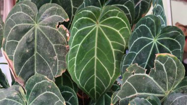 Anthurium crystallinum ornamental plant with dirty leaf beautyfull leaf background