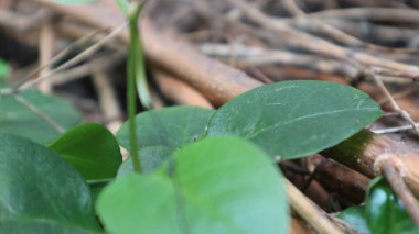 beautyfull green leaf on top of abandoned wooden nature botany background