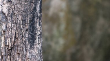 blurred background with very detailed wood texture on the left wooden presentation background