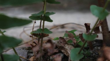 closeup of dry Adiantum caudatum leaf dried brown leaf natural background nature botany
