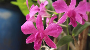 dendrobium orchid purple flower with blurred background beautyfull two blooming flowers