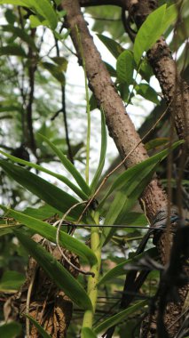 dendrobium orchid tree knop soon to be flower orchid stickking to the tree nature background