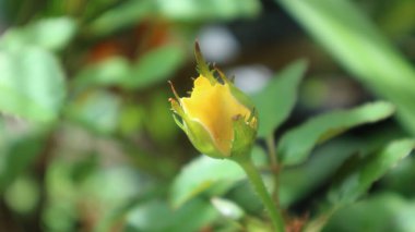 rose flower buds small rose buds in yellow color in the garden surounded by leaf flower tree