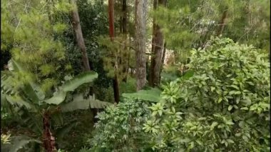 Ağaçları ve yaprakları olan yeşil orman