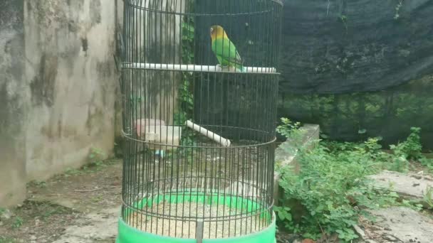 在一个下午有吃有喝的地方的鸟笼里 — 图库视频影像