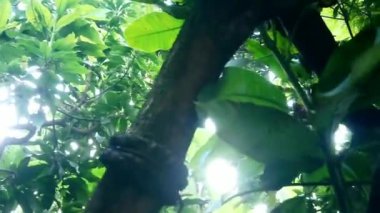 Yeşil yapraklar, bitki örtüsü.