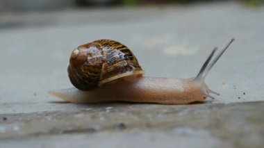 Salyangoz kumsalın beyaz kumlarında sürünüyor, salyangoz yavaşça yürüyor..