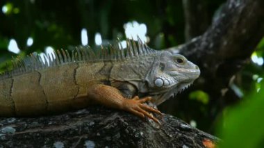 Iguana, Meksika, Orta Amerika, Güney Amerika ve Karayipler 'in tropikal bölgelerine özgü otobur kertenkele cinsidir..