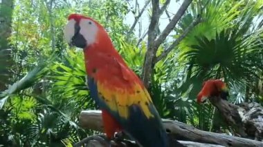 İki kırmızı papağan hayvanat bahçesinde küçük bir dala tünemiş.