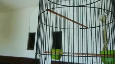 Bir kafeste ötücü kuşun bir uçtan bir uca zıplaması, evcil kuşların kafeste zıplaması..