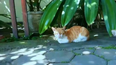Şirin turuncu çizgili evcil kedi yeşil bir dikenli pandan bitkisinin altında yatıyor ve dinleniyor. Bahçenin ön bahçesi. Kulaklarını oynat ve etrafına bak..