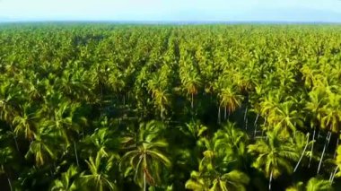 Bir palmiye ve hindistan cevizi çiftliği üzerinde 4K hava manzarası. Sumatra, Endonezya. Ticari tarım alanı. Doğadan gelen yeşil bir arka plan. Drone görünümü