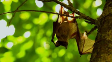 Ordo ailesindeki 4k sopa Chiroptera 'dır, bir dalda baş aşağı asılı durur (Lyle' ın uçan tilkisi)