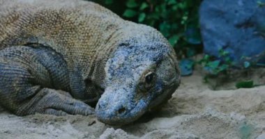 4k Komodo ejderhası sessiz ve tetikte görünüyor, ormanda dilini dışarı çıkarıyor. Dünyanın tek doğal ortamında, Komodo Adası, Endonezya. Vahşi yaşam sürüngenleri..