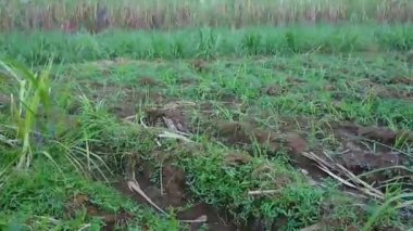 Erken dönem şeker kamışı ekim alanı, iyi su sulama, öğleden sonra serin köy pirinç tarlaları.. 