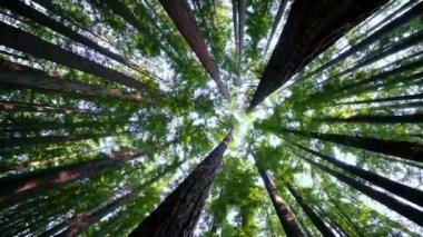 4k Dönen alçak manzara yemyeşil ve uzun orman ağaçları. 