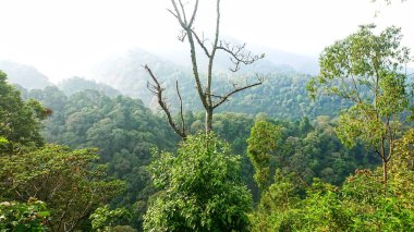 Ulusal park manzaralı. Ormanın derinliklerinde yaz ormanları