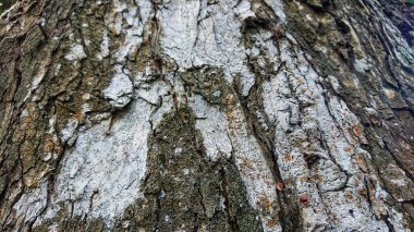Gri kahverengi yaşlı ağaç kabuğu dokusu doğa
