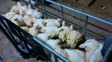 4k Tart Tavukları alıcılara, ızgara tavuk çiftliği fabrikasına göndermeye hazır