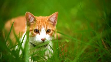 4K Ağır çekim, turuncu kedi hareketsiz duruyor ve avına saldırmaya hazırlanıyor. Yeşil çimen parkında avlanmak